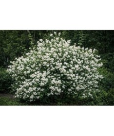 Filadelfs Mont Blanc P9/C1