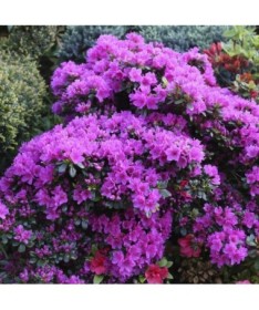 Rododendrs (Azālija) 'Geisho Purple'  C4