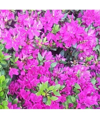 Rododendrs (Azālija) 'Geisho Purple'  C4