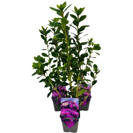 Rododendrs (Azālija) 'Geisho Purple'  C4