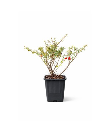 Zviedru klintene ‘Coral Beauty’  P9/C1