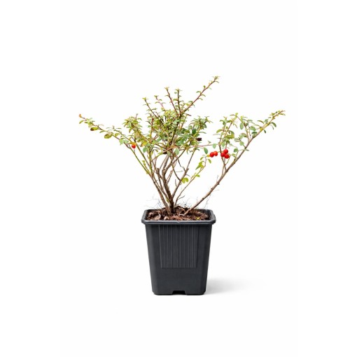 Zviedru klintene ‘Coral Beauty’  P9/C1
