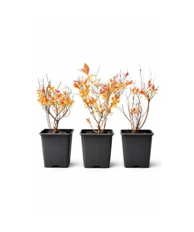 Japānas spireja ‘Goldflame’ P9/C1