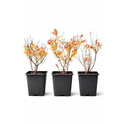 Japānas spireja ‘Goldflame’ P9/C1