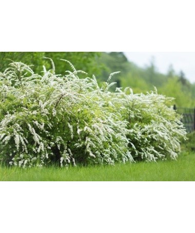 Pelēkā spireja (Spiraea × cinerea) ‘Grefsheim’ P9/C1
