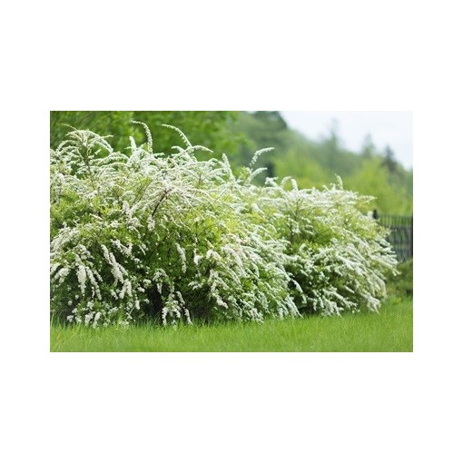 Pelēkā spireja (Spiraea × cinerea) ‘Grefsheim’ P9/C1