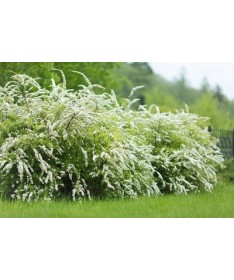 Pelēkā spireja (Spiraea × cinerea) ‘Grefsheim’ P9/C1