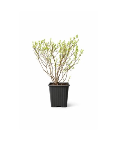 Pelēkā spireja (Spiraea × cinerea) ‘Grefsheim’ P9/C1