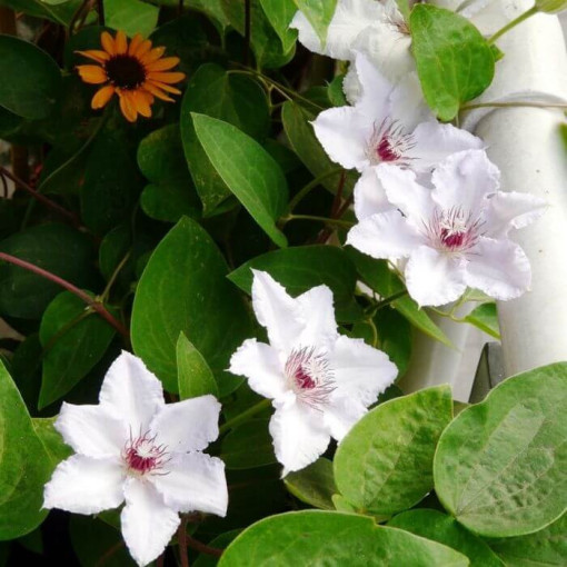 Clematis 'Maria Kaczyńska' 4L pods