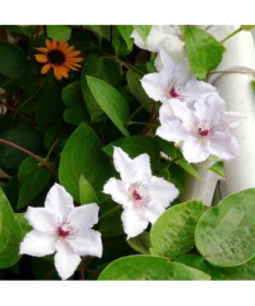 Clematis 'Maria Kaczyńska' 4L pods