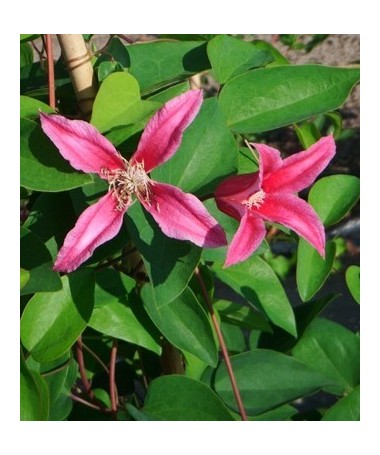 Klematis ‘Duchess of Albany’ P9/C1