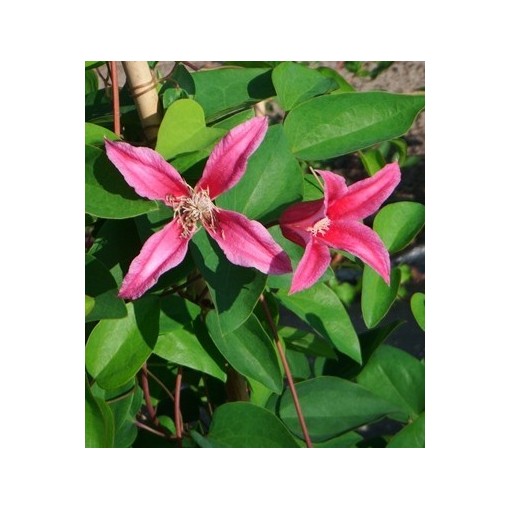 Klematis ‘Duchess of Albany’ P9/C1