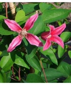 Klematis ‘Duchess of Albany’ P9/C1