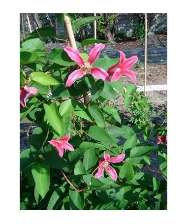 Klematis ‘Duchess of Albany’ P9/C1