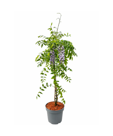 Ķīniešu vīnogulājs ZILĀ-VIOLETĀ puķu pods 10L