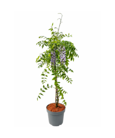 Ķīniešu vīnogulājs ZILĀ-VIOLETĀ puķu pods 10L