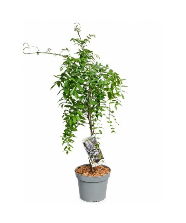 Ķīniešu vīnogulājs ZILĀ-VIOLETĀ puķu pods 10L