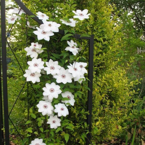 Clematis 'Maria Kaczyńska' 4L pods