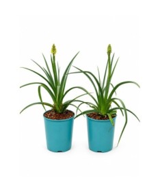 Knifofija Red Hot Poker C4