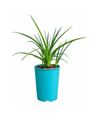 Knifofija Red Hot Poker C4