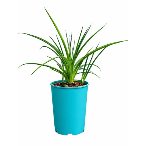 Knifofija Red Hot Poker C4