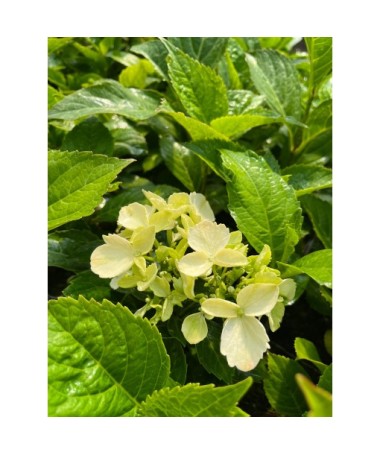 Lielā hortenzija 'Mariesii Perfecta' 4L