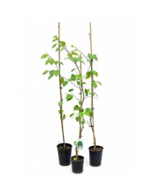 Himalaju bērzs ‘Doorenbos’ (Betula) C2