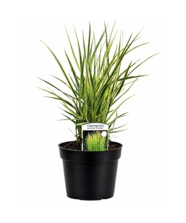 Calamagrostis × acutiflora ‘Overdam’ – Dārza niedre (C4)