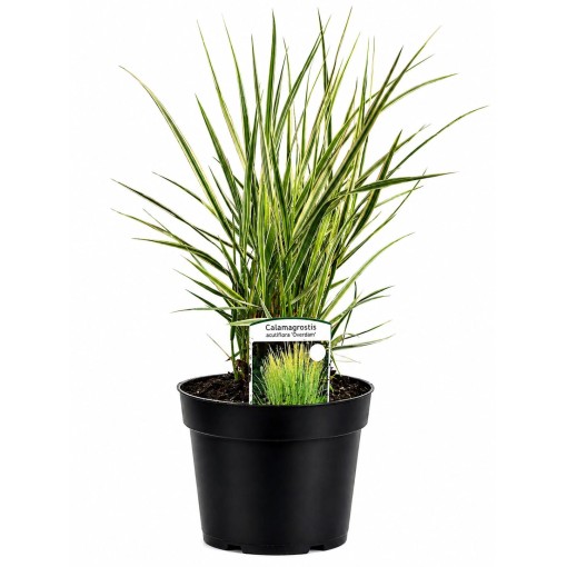 Calamagrostis × acutiflora ‘Overdam’ – Dārza niedre (C4)