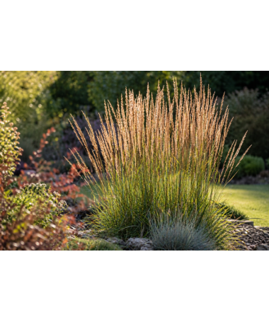 Calamagrostis × acutiflora ‘Overdam’ – Dārza niedre (C4)