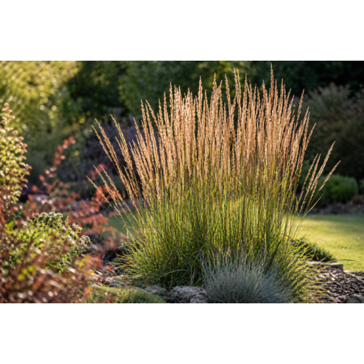 Calamagrostis × acutiflora ‘Overdam’ – Dārza niedre (C4)