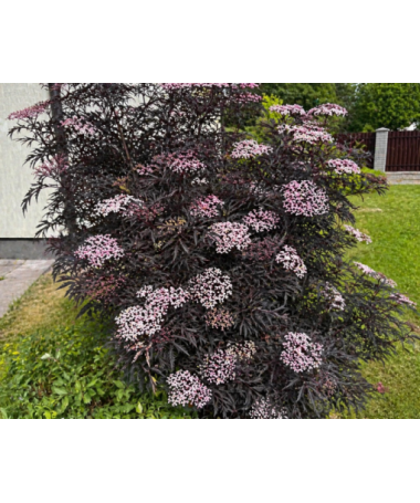 Melnais plūškoks ‘Black Lace’ PBR C6
