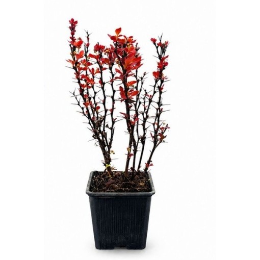 Bārbele 'Red Pillar' P9/C1