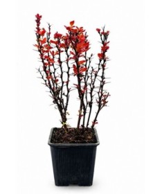 Bārbele 'Red Pillar' P9/C1