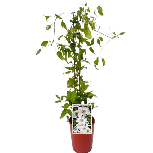 Clematis 'Maria Kaczyńska' 4L pods