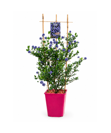 Zilais ceanots ‘Victoria’ pods 6L