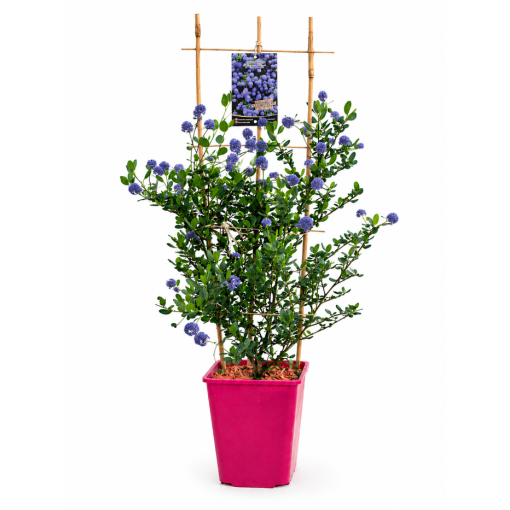 Zilais ceanots ‘Victoria’ pods 6L