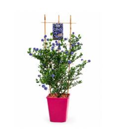 Zilais ceanots ‘Victoria’ pods 6L