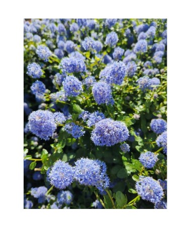 Zilais ceanots ‘Victoria’ pods 6L