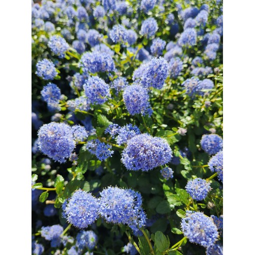 Zilais ceanots ‘Victoria’ pods 6L
