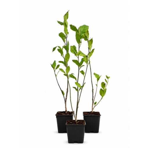 Magnolija 'Randy' P9/C1