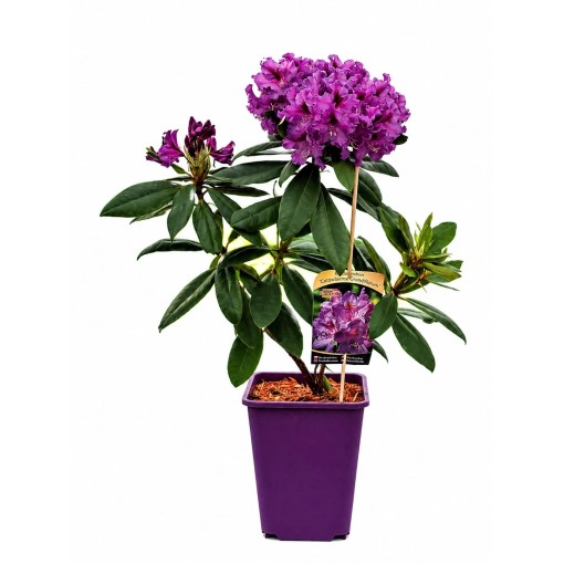 Rododendrs (Azelija) Catawbiense Grandiflorum 6 L pods