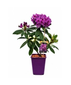 Rododendrs (Azelija) Catawbiense Grandiflorum 6 L pods