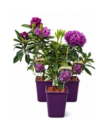 Rododendrs (Azelija) Catawbiense Grandiflorum 6 L pods