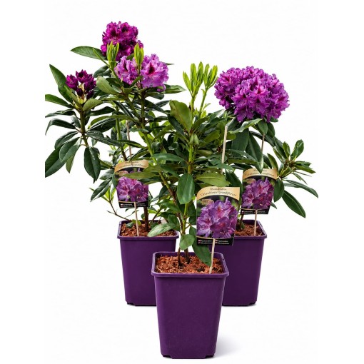 Rododendrs (Azelija) Catawbiense Grandiflorum 6 L pods