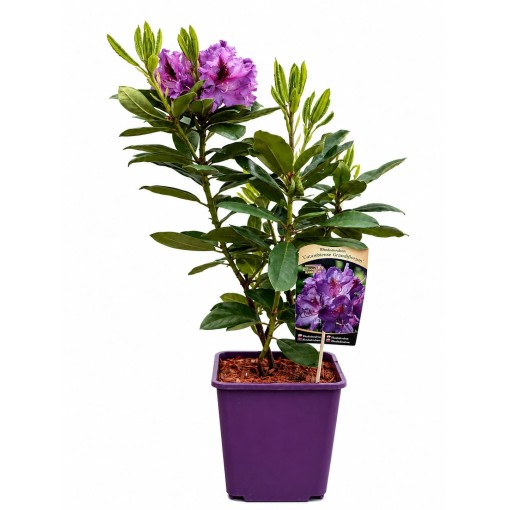 Rododendrs (Azelija) Catawbiense Grandiflorum 6 L pods