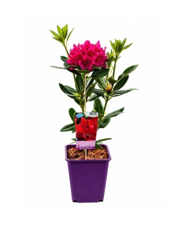 Rododendrs (Azelija) Prinz Karneval 6 L pods
