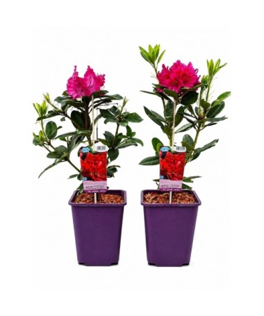 Rododendrs (Azelija) Prinz Karneval 6 L pods