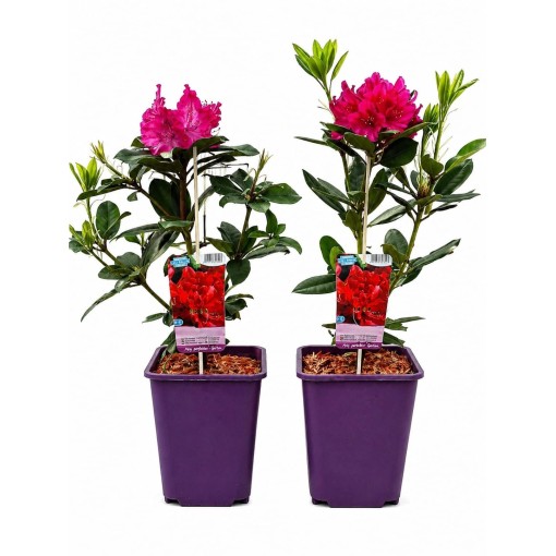 Rododendrs (Azelija) Prinz Karneval 6 L pods