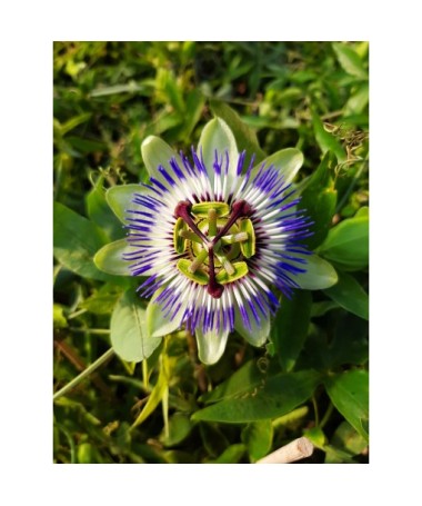 Kāpelējošā ziedu (Passiflora) 'Caerulea' C4